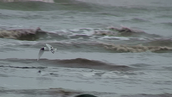 photo of adult summer mediterranean gull