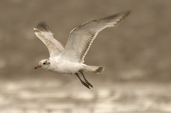 first winter Mediterranean Gull