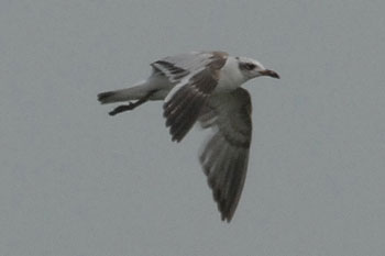 Mediterranean Gull