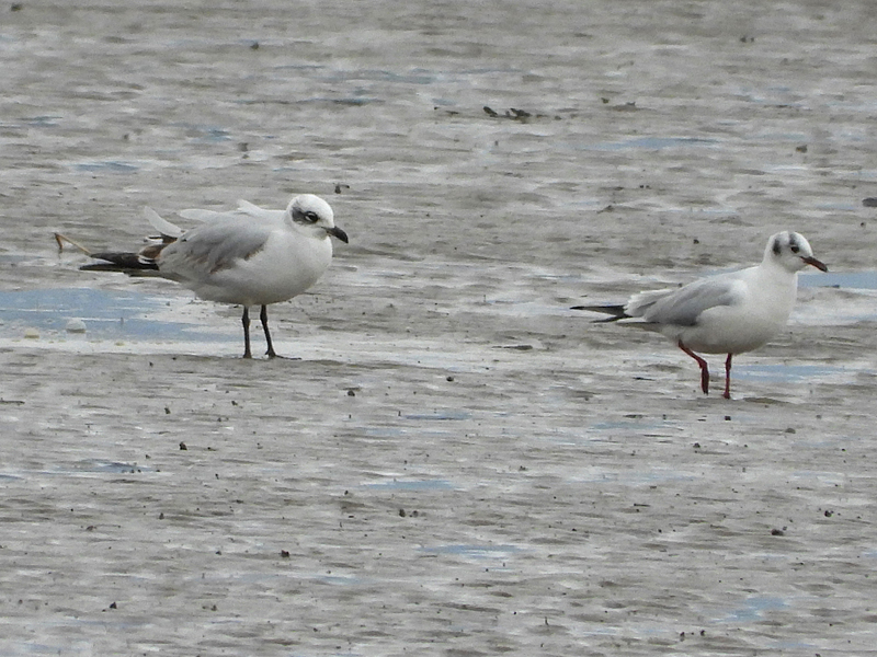 Mediterranean Gull