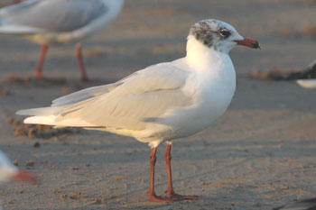 Meditarranean Gull