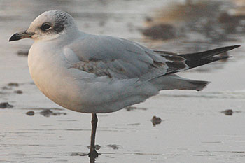 Meditarranean Gull