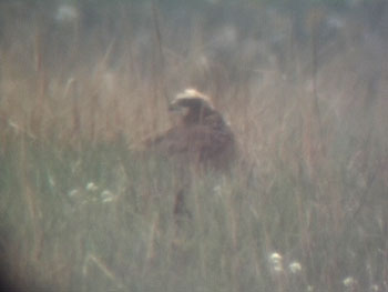 Marsh Harrier