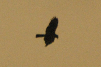 Marsh Harrier