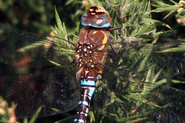 Migrant Hawker Dragonfly