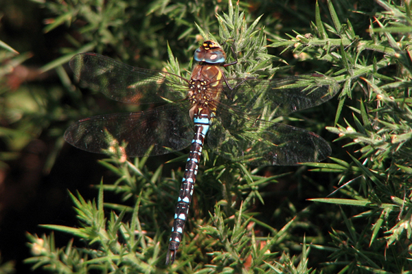 Migrant Hawker Dragonfly