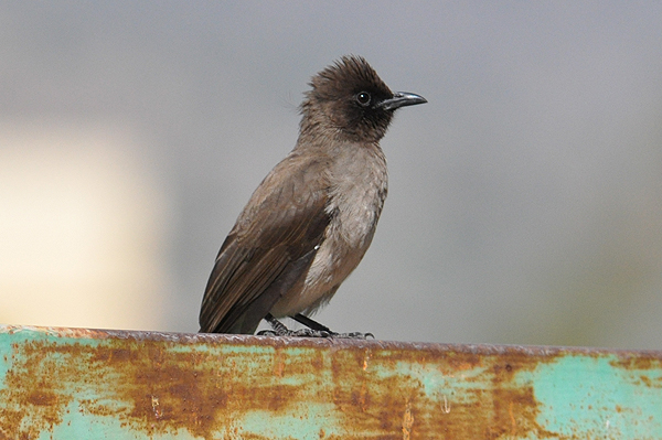 Common Bulbul