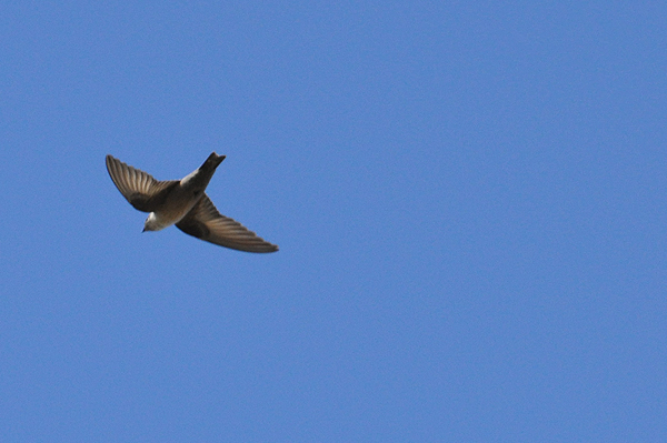 Crag Martin