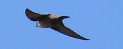 Crag Martin