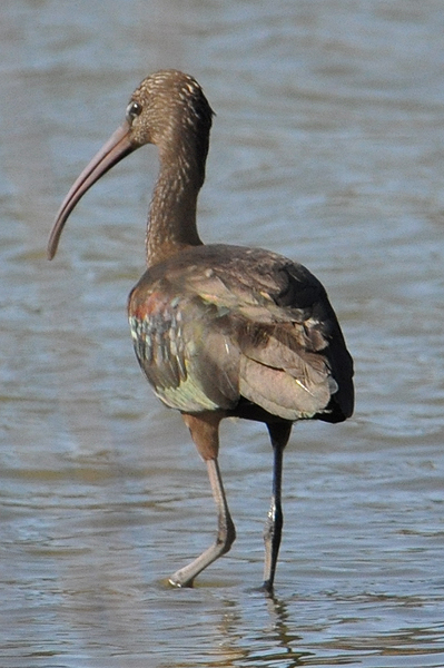 Glossy Ibis