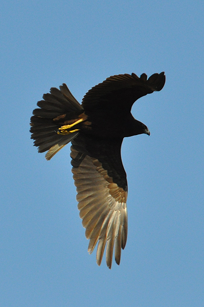 Marsh Harrier