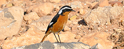 Moussier's Redstart