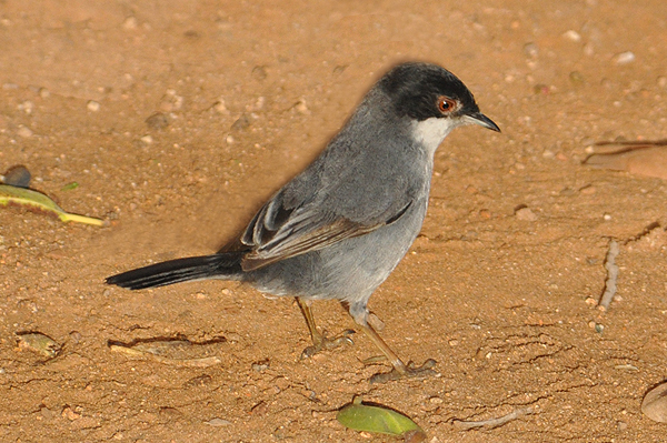 Sardinian Warbler