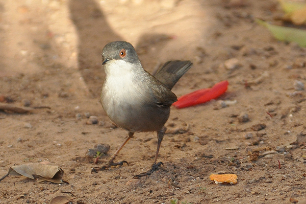 Sardinian Warbler