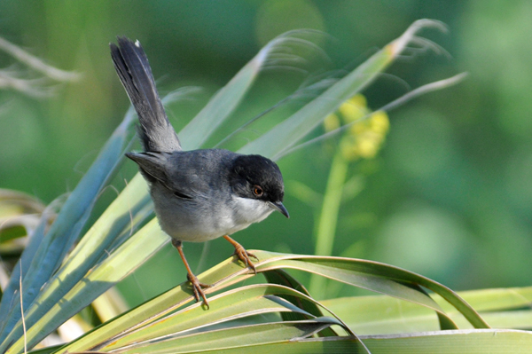 Sardinian Warbler