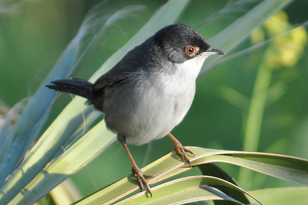 Sardinian Warbler