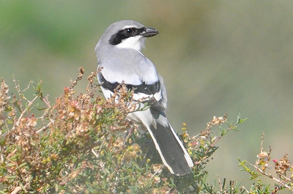 southern grey shrike