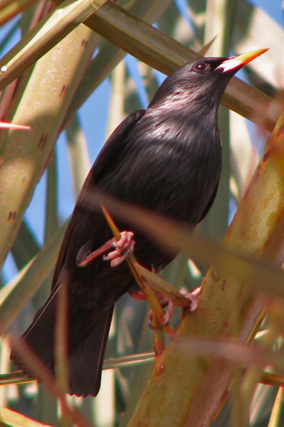 Spotless Starling