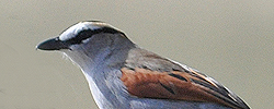 Black-crowned Tchagra