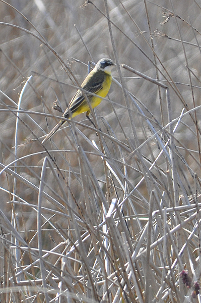 Yellow Wagtail