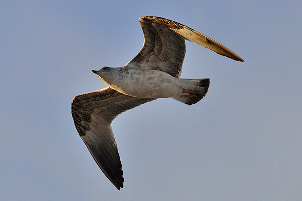 Yellow-legged Gull