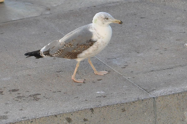 Yellow-legged Gull