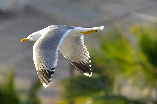 Yellow-legged Gull