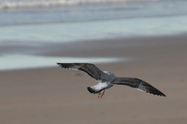 Yellow-legged Gull