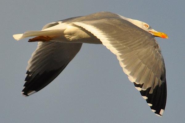 Yellow-legged Gull