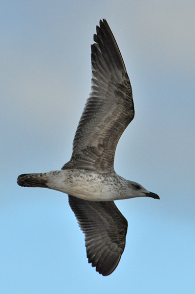 Yellow-legged Gull