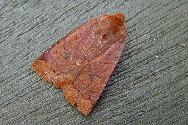 Dark Chestnut