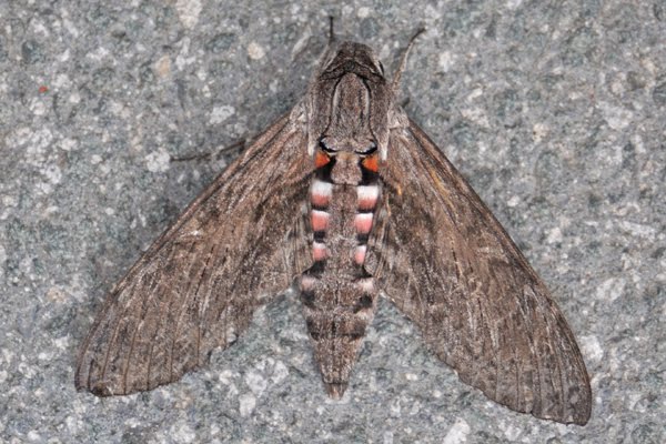 Convolvulus Hawk-moth 
