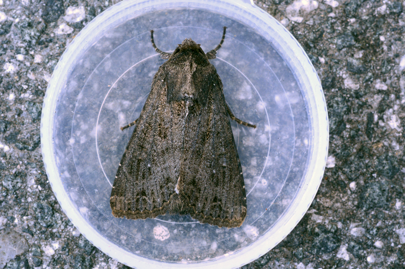 Crescent Striped Apamea oblonga 