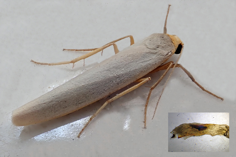 Hoary Footman 