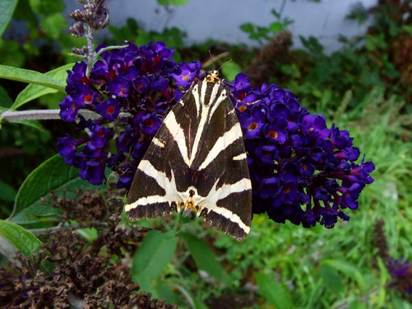 Jersey Tiger