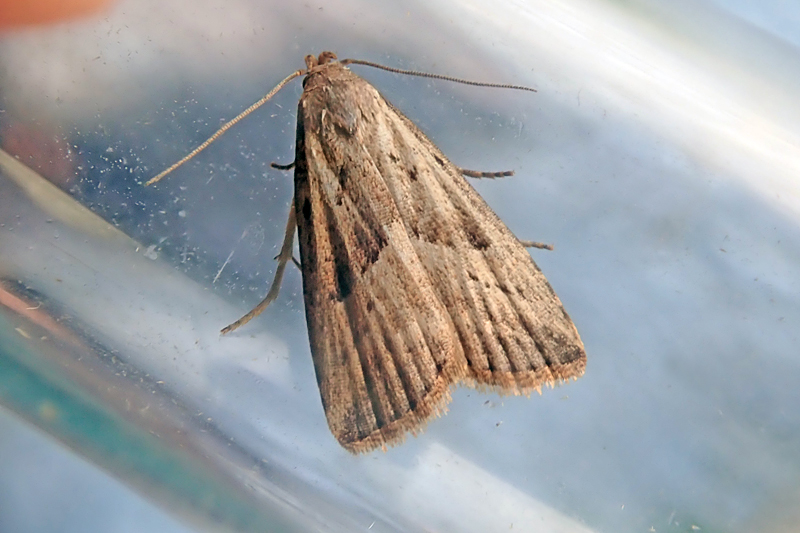 Marsh Oblique-barred 