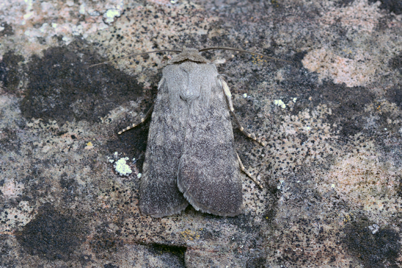 Northern Rustic