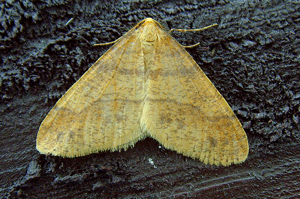 Scarce Umber