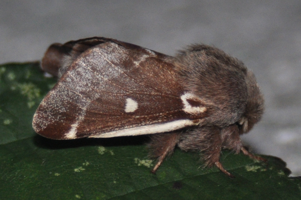 Small Eggar