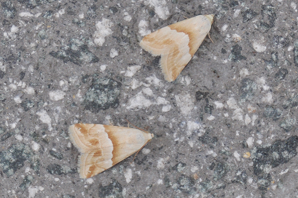 Small Marbled