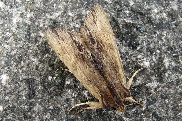 Tawny Pinion