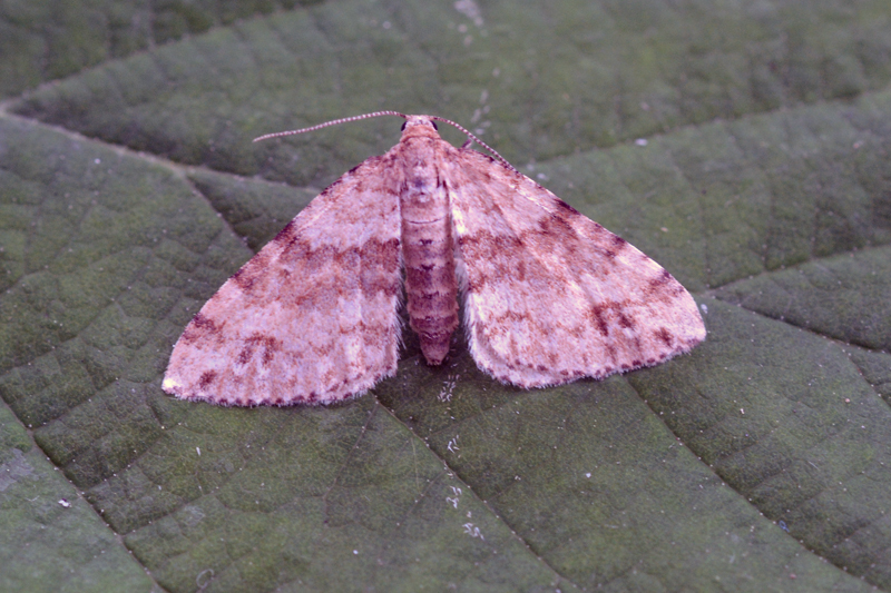 Twin-spot Carpet