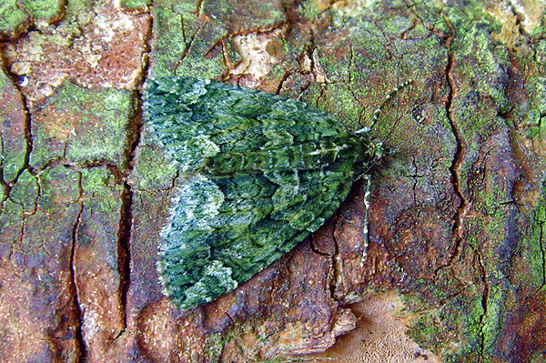 Red-green Carpet