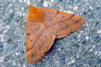 Feathered Thorn