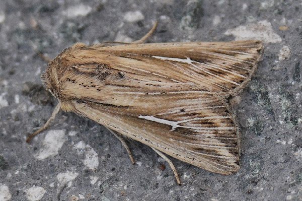 L-album Wainscot