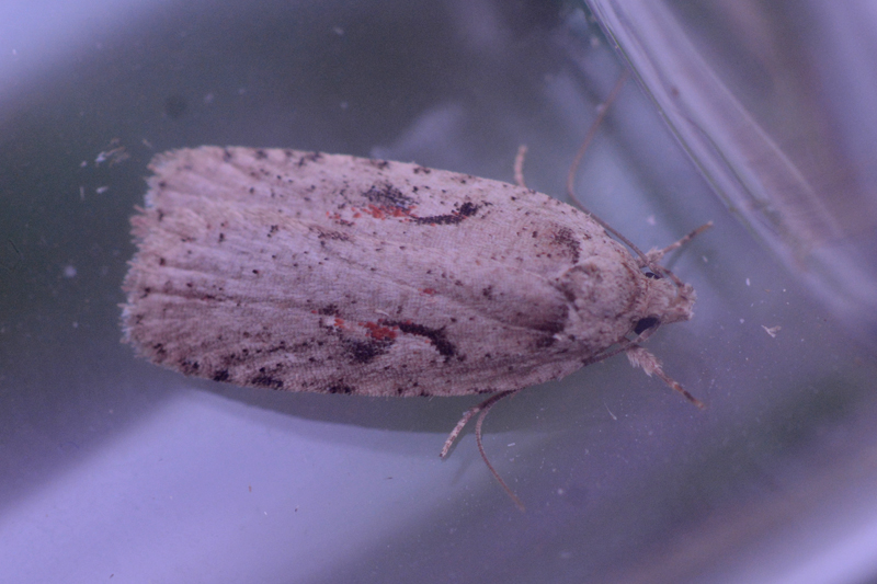 Agonopterix ocellana