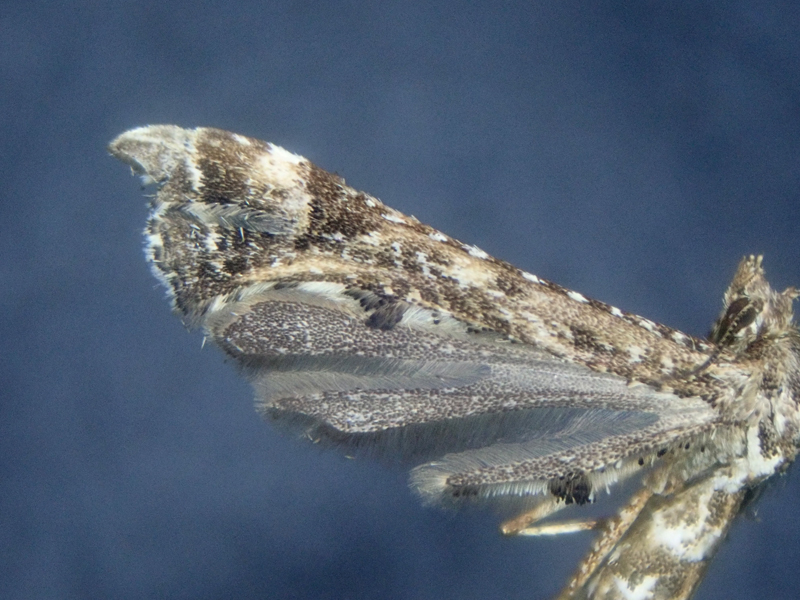 Amblyptilia punctidactyla