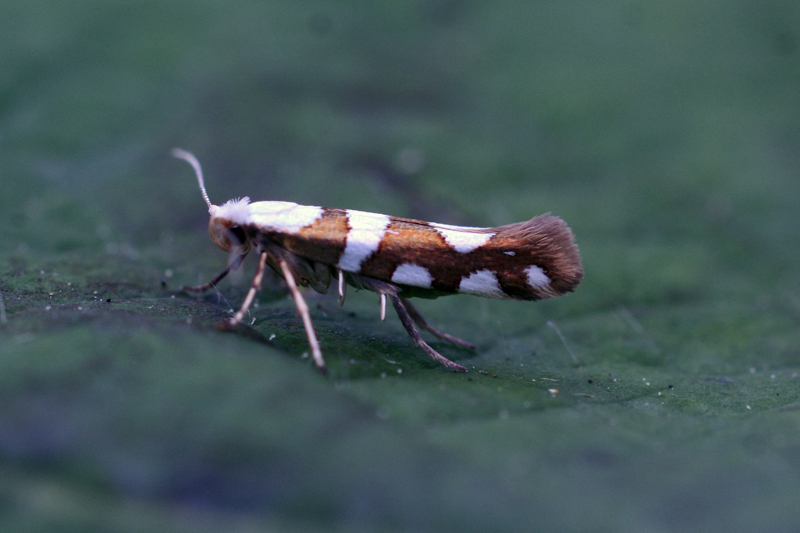 Argyresthia brockeella