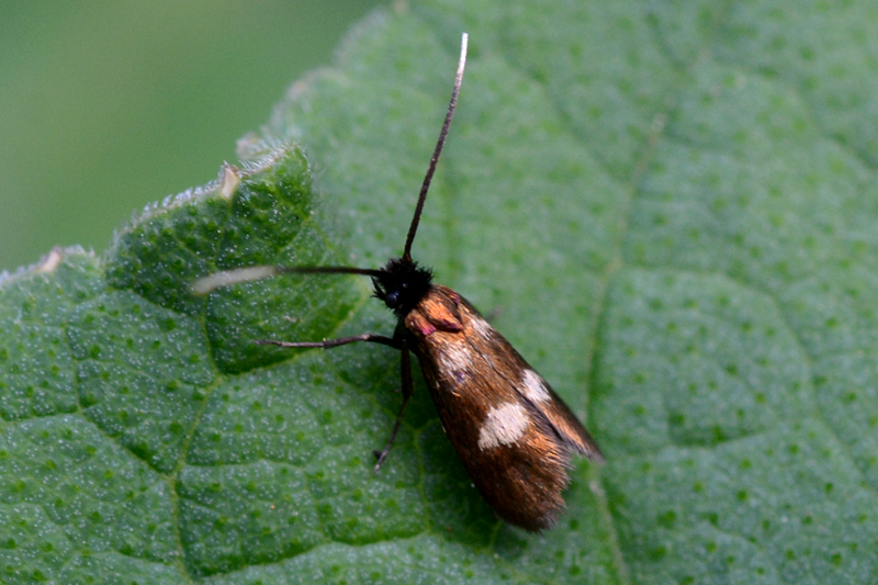 Cauchas fibulella 