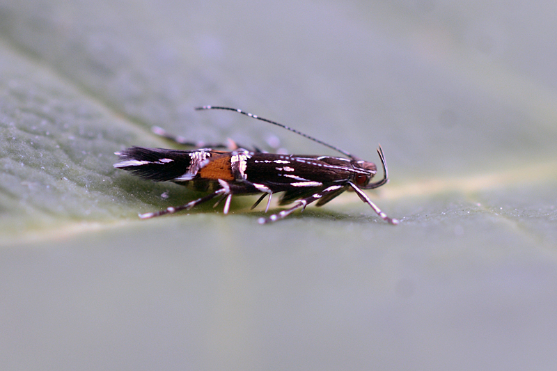 Cosmopterix pulchrimella